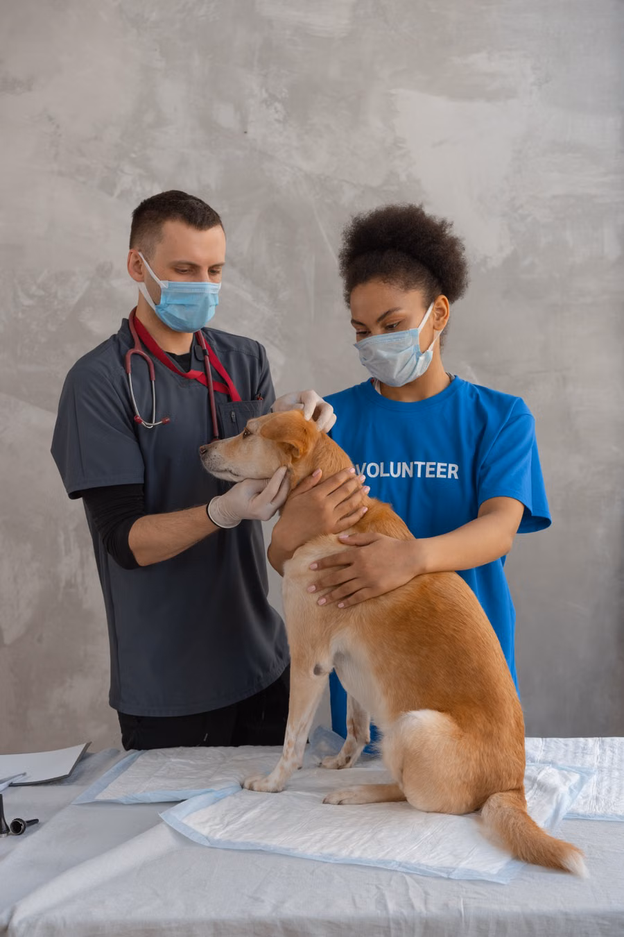 Veteriner kontrolündeki köpek